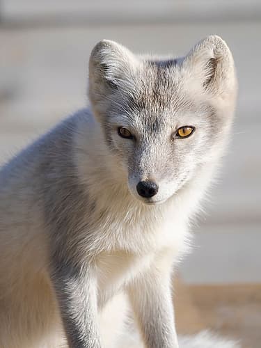 Young white Arctic fox,Melrakkasetur (Arctic Fox Research Center). Iceland Animals Print